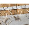 Image 3 : 21.4 Lbs Of Whitetail Shed Antlers