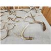 Image 4 : 21.4 Lbs Of Whitetail Shed Antlers