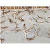Image 5 : 21.4 Lbs Of Whitetail Shed Antlers