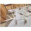 Image 8 : 21.4 Lbs Of Whitetail Shed Antlers