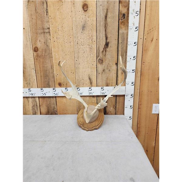 Caribou Antlers On Plaque