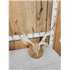 Image 2 : Caribou Antlers On Plaque