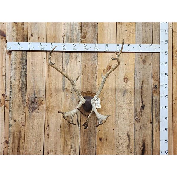 Caribou Antlers On Plaque
