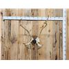 Image 1 : Caribou Antlers On Plaque