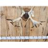 Image 3 : Caribou Antlers On Plaque