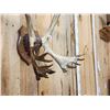 Image 5 : Caribou Antlers On Plaque