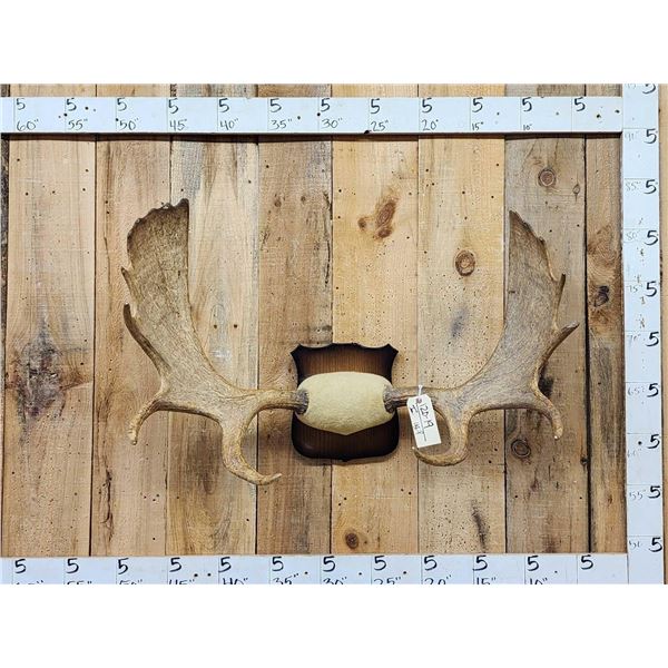 39" Wide Moose Antlers On Plaque