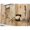 Image 2 : 39" Wide Moose Antlers On Plaque