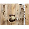 Image 3 : 39" Wide Moose Antlers On Plaque