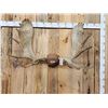 Image 1 : 51" Wide Moose Antlers On Plaque