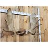 Image 2 : 51" Wide Moose Antlers On Plaque