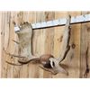 Image 3 : 51" Wide Moose Antlers On Plaque