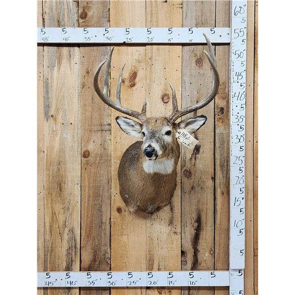 Big 4x4 Whitetail Shoulder Mount Taxidermy