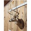 Image 2 : Big 4x4 Whitetail Shoulder Mount Taxidermy