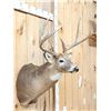 Image 3 : Big 4x4 Whitetail Shoulder Mount Taxidermy