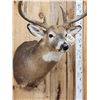 Image 4 : Big 4x4 Whitetail Shoulder Mount Taxidermy
