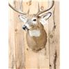 Image 5 : Big 4x4 Whitetail Shoulder Mount Taxidermy