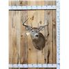 Image 1 : Main Frame 5x5 Wild Iowa Whitetail Shoulder Mount Taxidermy