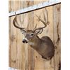 Image 2 : Main Frame 5x5 Wild Iowa Whitetail Shoulder Mount Taxidermy