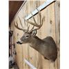 Image 3 : Main Frame 5x5 Wild Iowa Whitetail Shoulder Mount Taxidermy