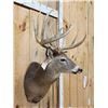 Image 4 : Main Frame 5x5 Wild Iowa Whitetail Shoulder Mount Taxidermy