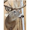 Image 5 : Main Frame 5x5 Wild Iowa Whitetail Shoulder Mount Taxidermy