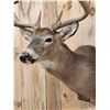 Image 6 : Main Frame 5x5 Wild Iowa Whitetail Shoulder Mount Taxidermy