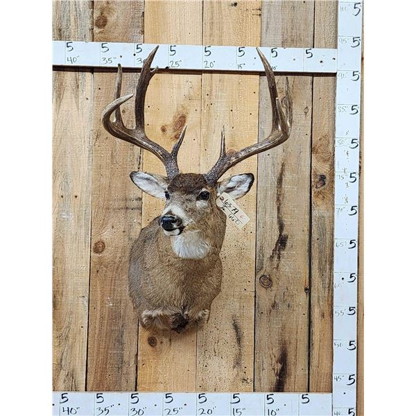 Big Main Frame 4x4 Whitetail Shoulder Mount Taxidermy