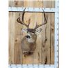 Image 1 : Big Main Frame 4x4 Whitetail Shoulder Mount Taxidermy
