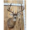 Image 2 : Big Main Frame 4x4 Whitetail Shoulder Mount Taxidermy