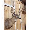 Image 3 : Big Main Frame 4x4 Whitetail Shoulder Mount Taxidermy
