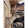 Image 4 : Big Main Frame 4x4 Whitetail Shoulder Mount Taxidermy