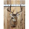Image 5 : Big Main Frame 4x4 Whitetail Shoulder Mount Taxidermy