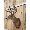Image 6 : Big Main Frame 4x4 Whitetail Shoulder Mount Taxidermy