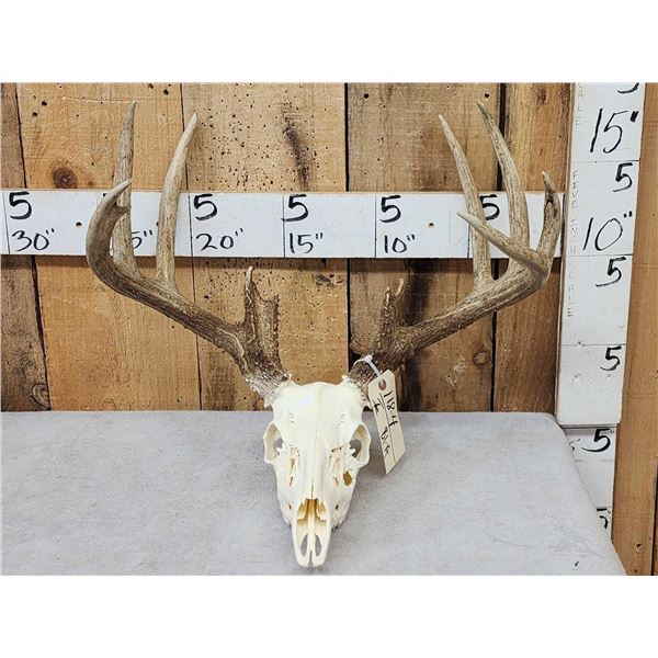 Nice 5x5 Whitetail Antlers On Skull