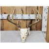 Image 1 : Nice 5x5 Whitetail Antlers On Skull