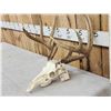 Image 2 : Nice 5x5 Whitetail Antlers On Skull