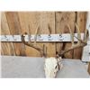 Image 4 : Nice 5x5 Whitetail Antlers On Skull