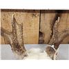 Image 5 : Nice 5x5 Whitetail Antlers On Skull