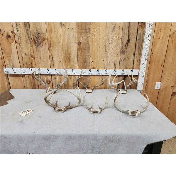 6 Sets Of Whitetail Antlers On Skull Plate