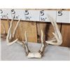 Image 2 : 6 Sets Of Whitetail Antlers On Skull Plate