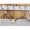 Image 3 : 6 Sets Of Whitetail Antlers On Skull Plate
