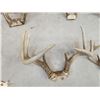 Image 5 : 6 Sets Of Whitetail Antlers On Skull Plate