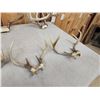 Image 6 : 6 Sets Of Whitetail Antlers On Skull Plate