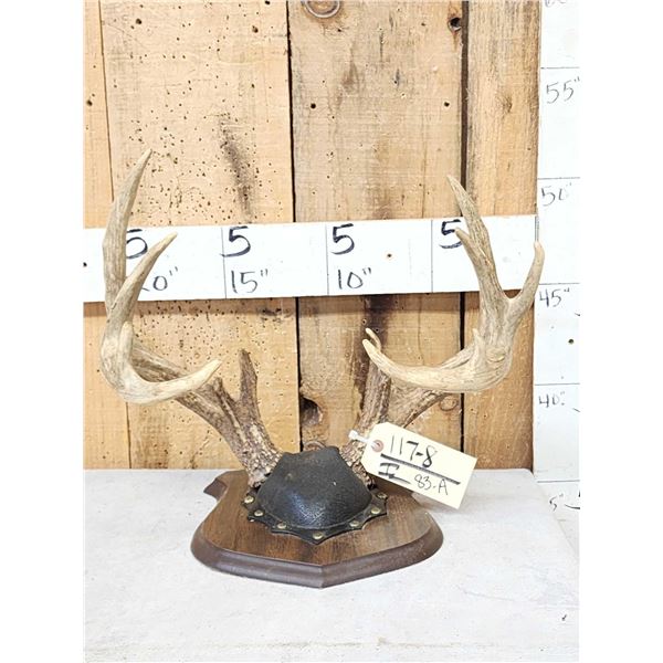 Wild Iowa 5x5 Whitetail Antlers On Plaque