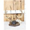Image 1 : Wild Iowa 5x5 Whitetail Antlers On Plaque