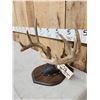 Image 2 : Wild Iowa 5x5 Whitetail Antlers On Plaque