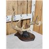 Image 3 : Wild Iowa 5x5 Whitetail Antlers On Plaque