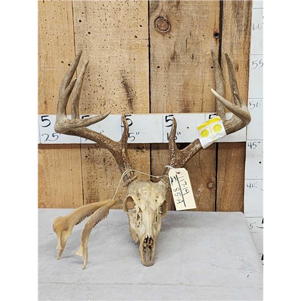 Wild Iowa 5x5 Whitetail Antlers On Skull