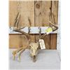 Image 1 : Wild Iowa 5x5 Whitetail Antlers On Skull